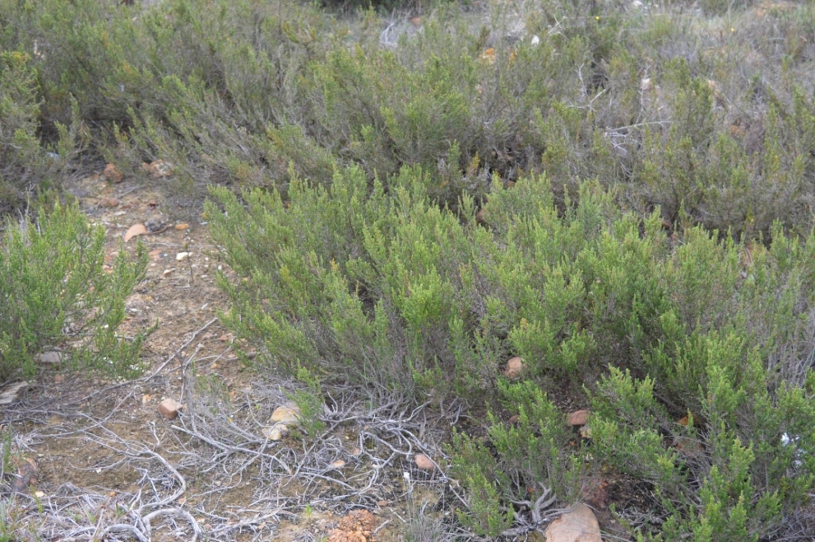 0 Bedroom Property for Sale in Fisherhaven Western Cape